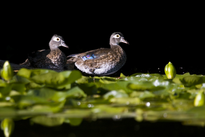 Wood Ducks